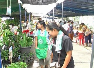 Visitors check out the many types of horticulture on show at the agricultural fair.